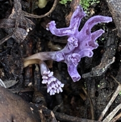 Ramaria versatilis at QPRC LGA - 3 Jul 2022