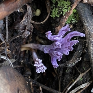 Ramaria versatilis at QPRC LGA - 3 Jul 2022