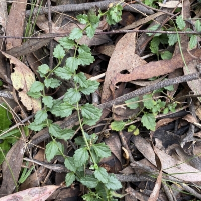 Veronica calycina (Hairy Speedwell) at Jerrabomberra, NSW - 3 Jul 2022 by SteveBorkowskis