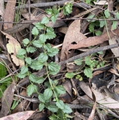 Veronica calycina (Hairy Speedwell) at Jerrabomberra, NSW - 3 Jul 2022 by Steve_Bok