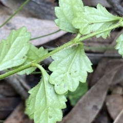 Veronica calycina at Jerrabomberra, NSW - 3 Jul 2022