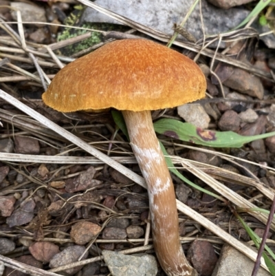 Unverified Cap on a stem; gills below cap [mushrooms or mushroom-like] at Jerrabomberra, NSW - 3 Jul 2022 by SteveBorkowskis
