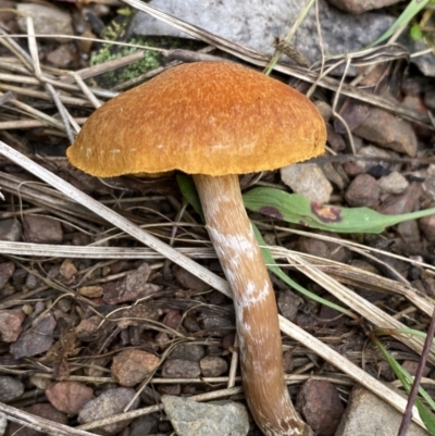 Unidentified Cap on a stem; gills below cap [mushrooms or mushroom-like] at QPRC LGA - 3 Jul 2022 by Steve_Bok