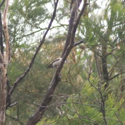 Daphoenositta chrysoptera (Varied Sittella) at Goulburn, NSW - 3 Jul 2022 by Rixon