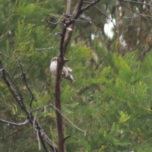 Daphoenositta chrysoptera at Goulburn, NSW - 3 Jul 2022 02:50 PM