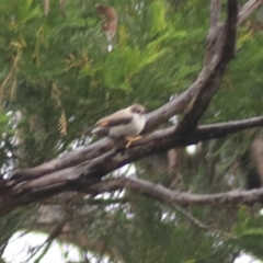 Daphoenositta chrysoptera at Goulburn, NSW - 3 Jul 2022 02:50 PM