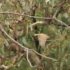 Caligavis chrysops (Yellow-faced Honeyeater) at Goulburn, NSW - 3 Jul 2022 by Rixon