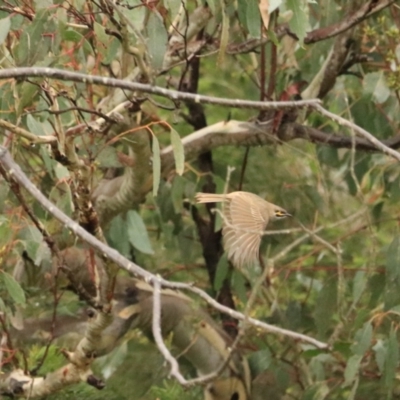 Caligavis chrysops (Yellow-faced Honeyeater) at Goulburn, NSW - 3 Jul 2022 by Rixon