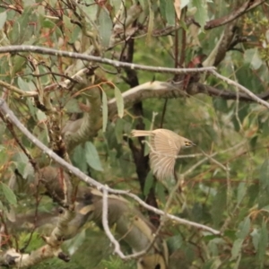 Caligavis chrysops at Goulburn, NSW - 3 Jul 2022