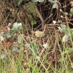 Caligavis chrysops at Goulburn, NSW - 3 Jul 2022