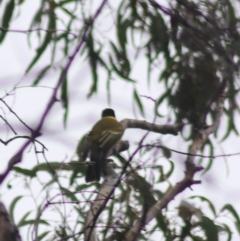 Pachycephala pectoralis at Goulburn, NSW - 3 Jul 2022 02:15 PM