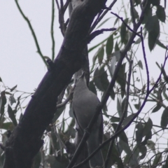 Colluricincla harmonica (Grey Shrikethrush) at Gorman Road Bush Reserve, Goulburn - 3 Jul 2022 by Rixon