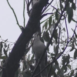 Colluricincla harmonica at Goulburn, NSW - 3 Jul 2022