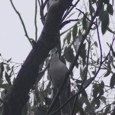 Colluricincla harmonica (Grey Shrikethrush) at Gorman Road Bush Reserve, Goulburn - 3 Jul 2022 by Rixon