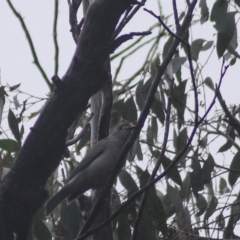 Colluricincla harmonica at Goulburn, NSW - 3 Jul 2022