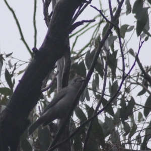 Colluricincla harmonica at Goulburn, NSW - 3 Jul 2022