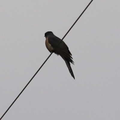 Cacomantis flabelliformis (Fan-tailed Cuckoo) at Goulburn, NSW - 3 Jul 2022 by Rixon