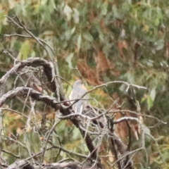 Cacomantis flabelliformis at Goulburn, NSW - 3 Jul 2022