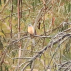 Cacomantis flabelliformis at Goulburn, NSW - 3 Jul 2022