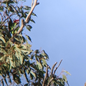 Platycercus eximius at Walla Walla, NSW - suppressed