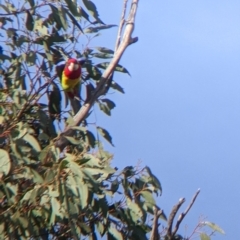 Platycercus eximius at Walla Walla, NSW - 29 Jun 2022