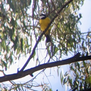 Pachycephala pectoralis at Splitters Creek, NSW - suppressed