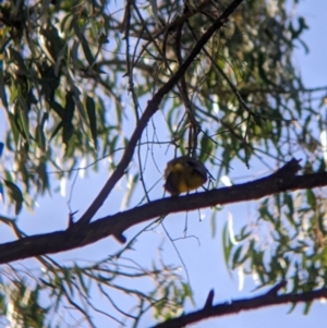 Pachycephala pectoralis at Splitters Creek, NSW - suppressed