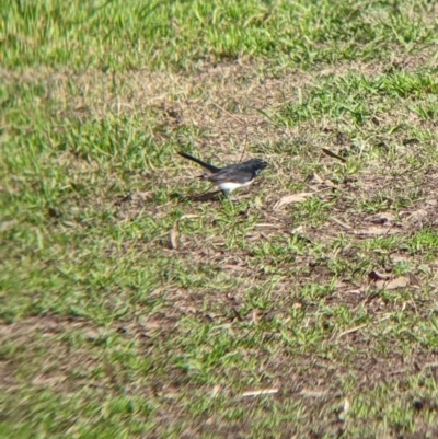 Rhipidura leucophrys (Willie Wagtail) at Albury - 30 Jun 2022 by Darcy