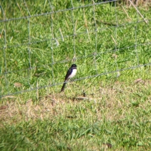 Rhipidura leucophrys at Lake Hume Village, NSW - suppressed