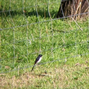 Rhipidura leucophrys at Lake Hume Village, NSW - suppressed