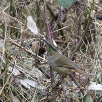 Acanthiza pusilla (Brown Thornbill) at Googong, NSW - 3 Jul 2022 by SteveBorkowskis