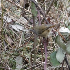 Acanthiza pusilla at Googong, NSW - 3 Jul 2022