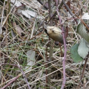 Acanthiza pusilla at Googong, NSW - 3 Jul 2022