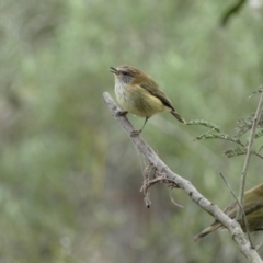 Acanthiza lineata (Striated Thornbill) at Googong, NSW - 3 Jul 2022 by Steve_Bok