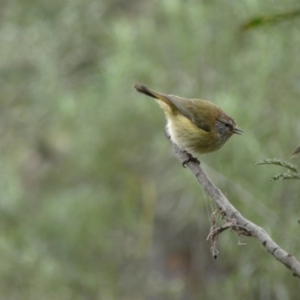 Acanthiza lineata at Googong, NSW - 3 Jul 2022