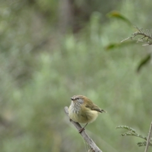 Acanthiza lineata at Googong, NSW - 3 Jul 2022