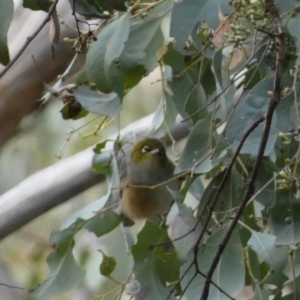 Zosterops lateralis at Googong, NSW - 3 Jul 2022