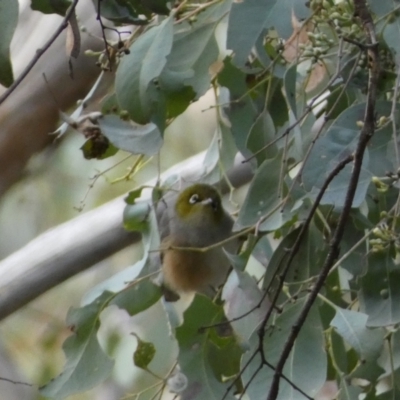 Zosterops lateralis (Silvereye) at Googong, NSW - 3 Jul 2022 by SteveBorkowskis