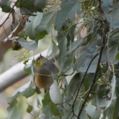 Zosterops lateralis at Googong, NSW - 3 Jul 2022