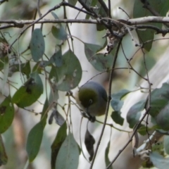 Zosterops lateralis at Googong, NSW - 3 Jul 2022