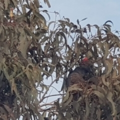 Callocephalon fimbriatum (Gang-gang Cockatoo) at Watson, ACT - 26 Jun 2022 by MPW