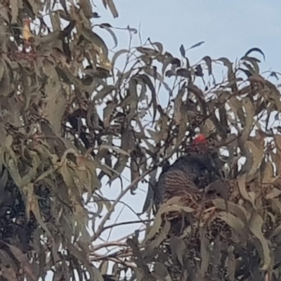 Callocephalon fimbriatum (Gang-gang Cockatoo) at Mount Majura - 26 Jun 2022 by MAX