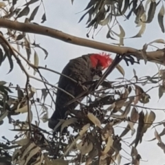 Callocephalon fimbriatum at Watson, ACT - 26 Jun 2022