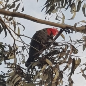 Callocephalon fimbriatum at Watson, ACT - 26 Jun 2022