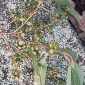 Callocephalon fimbriatum at Watson, ACT - 26 Jun 2022