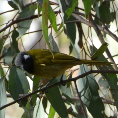 Nesoptilotis leucotis (White-eared Honeyeater) at Googong, NSW - 3 Jul 2022 by SteveBorkowskis