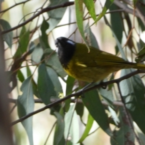 Nesoptilotis leucotis at Googong, NSW - 3 Jul 2022