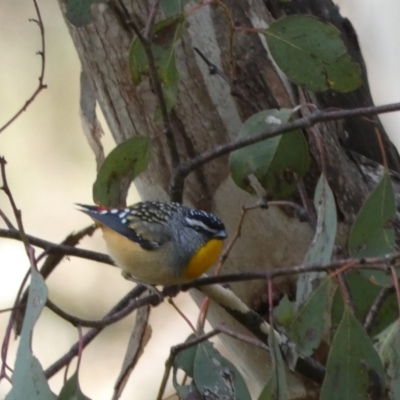 Pardalotus punctatus (Spotted Pardalote) at Googong, NSW - 3 Jul 2022 by Steve_Bok