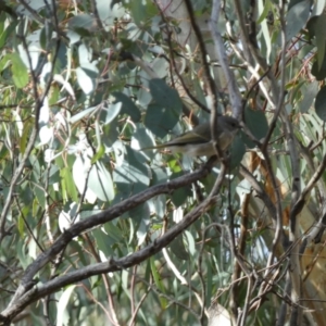 Pachycephala pectoralis at Googong, NSW - 3 Jul 2022