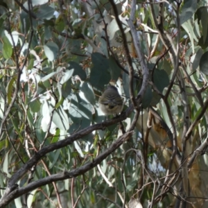 Pachycephala pectoralis at Googong, NSW - 3 Jul 2022 03:12 PM